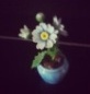 static/picture/flower.jpg static/picture/flower.jpg